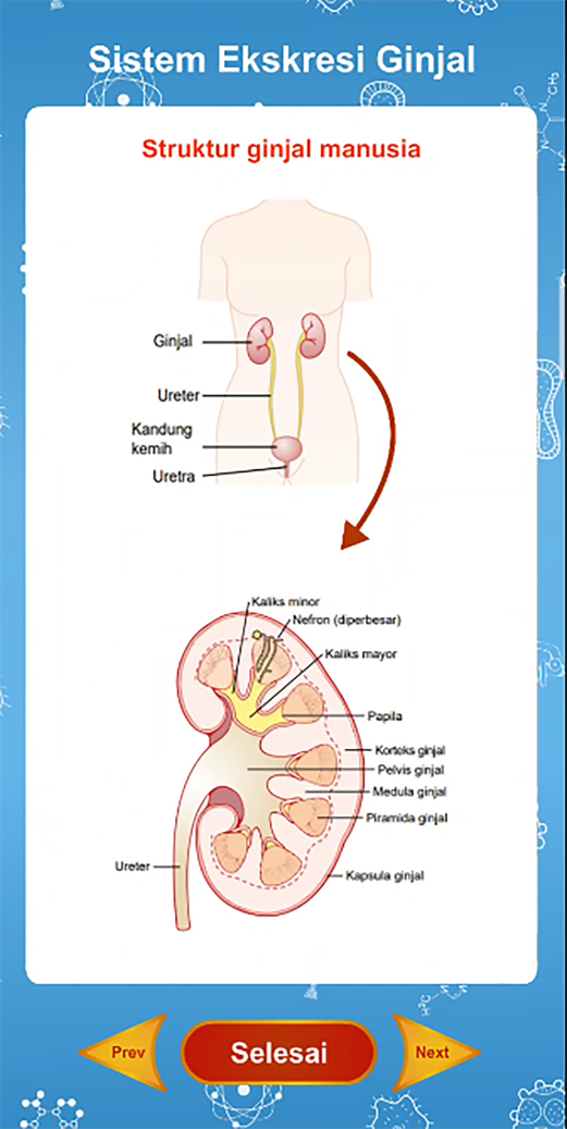 Sistem Ekskresi Manusia Screenshot 3