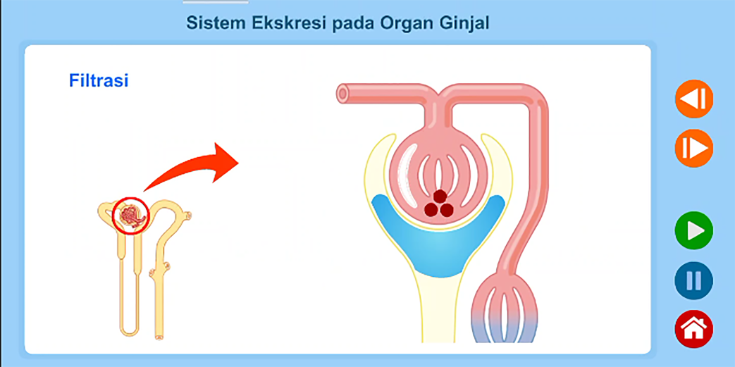 Sistem Ekskresi Manusia Screenshot 4